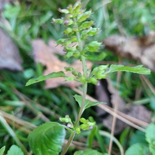 Clinopodium gracile Blatt