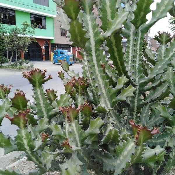 Euphorbia lactea Hostoa