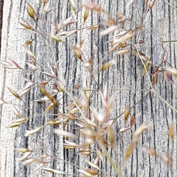 Agrostis capillaris Plod