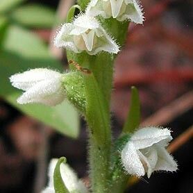 Goodyera repens Blüte