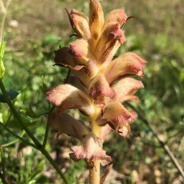 Orobanche caryophyllacea Λουλούδι