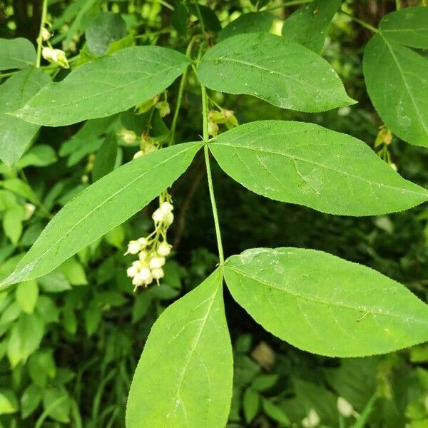 Staphylea pinnata Folio