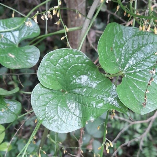 Dioscorea communis 葉