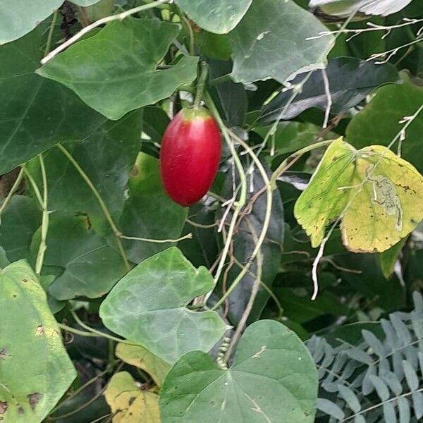 Coccinia grandis Meyve