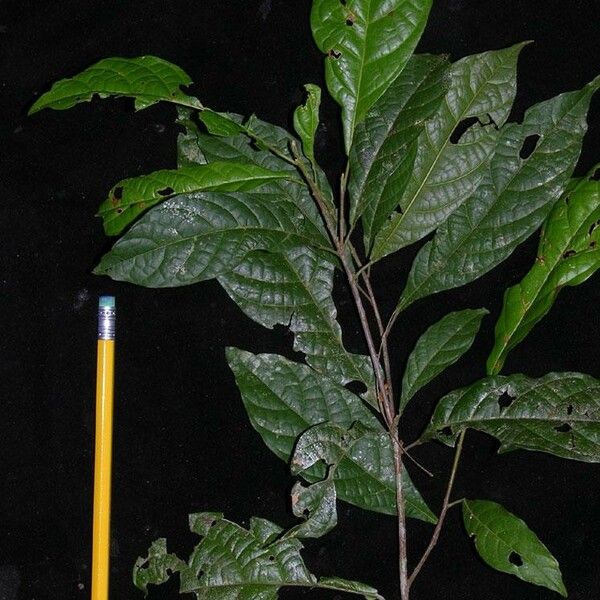 Sloanea guianensis Other
