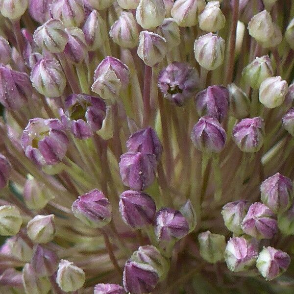 Allium polyanthum പുഷ്പം