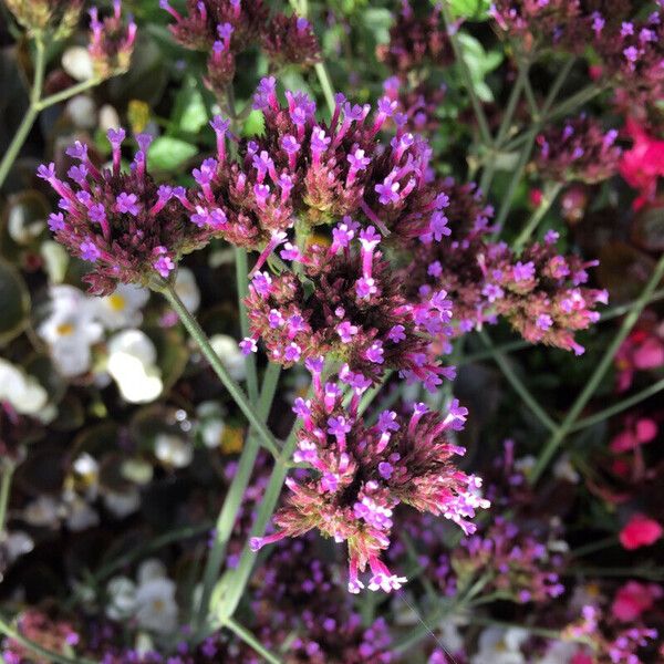 Verbena bonariensis Цветок