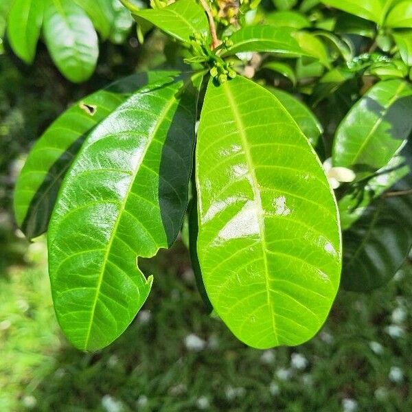 Tabernaemontana divaricata Leaf