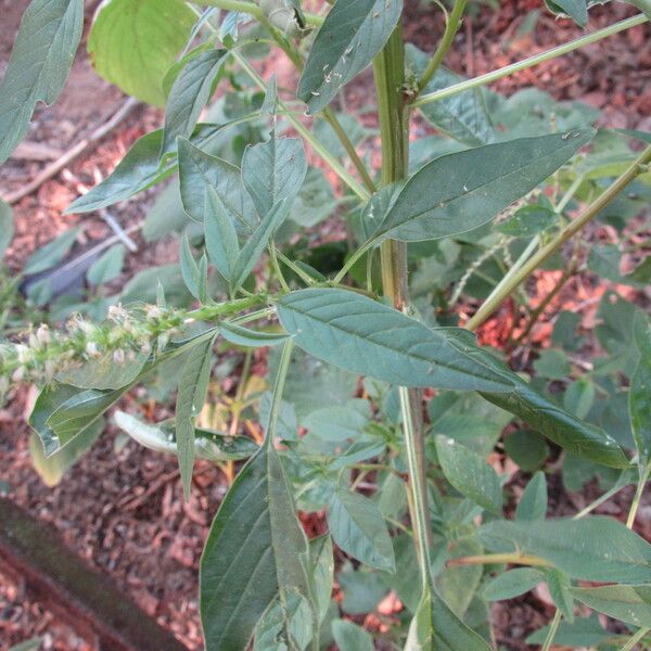 Amaranthus palmeri Fiore