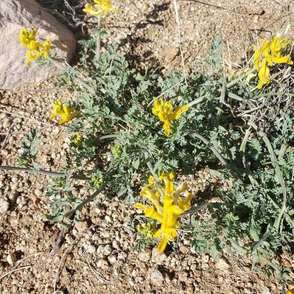 Corydalis aurea Λουλούδι