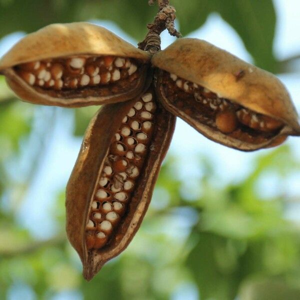 Brachychiton discolor Frugt