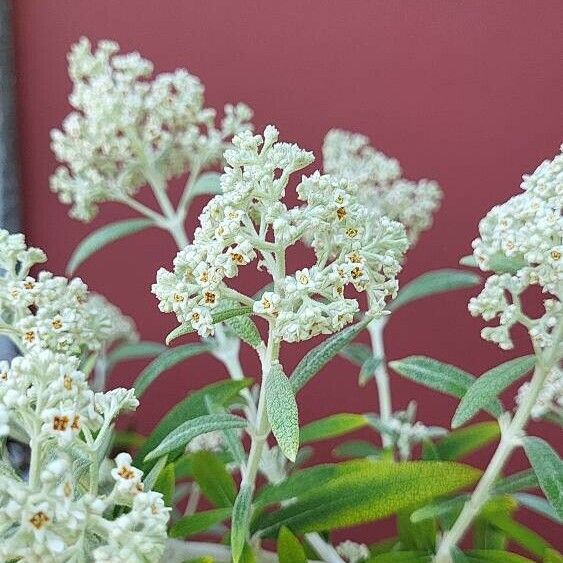 Buddleja loricata Flower