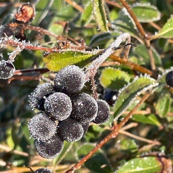 Ligustrum obtusifolium Frukt