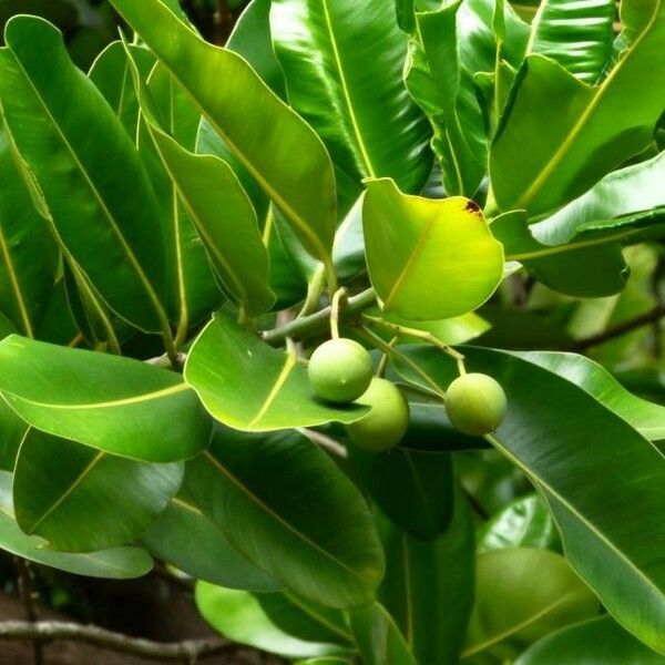 Calophyllum inophyllum Plod