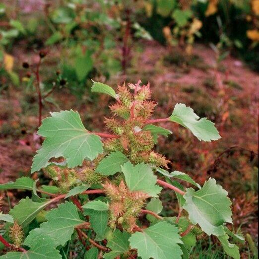 Xanthium orientale Autre