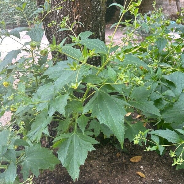 Sigesbeckia orientalis ശീലം