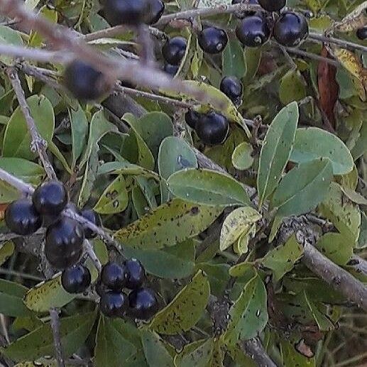 Rhamnus alaternus Frukt