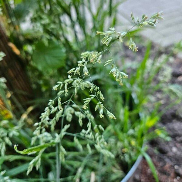 Poa trivialis Flor