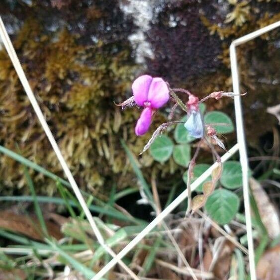 Desmodium incanum Flower