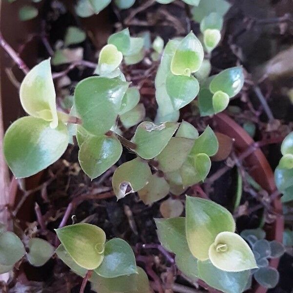 Callisia repens Лист