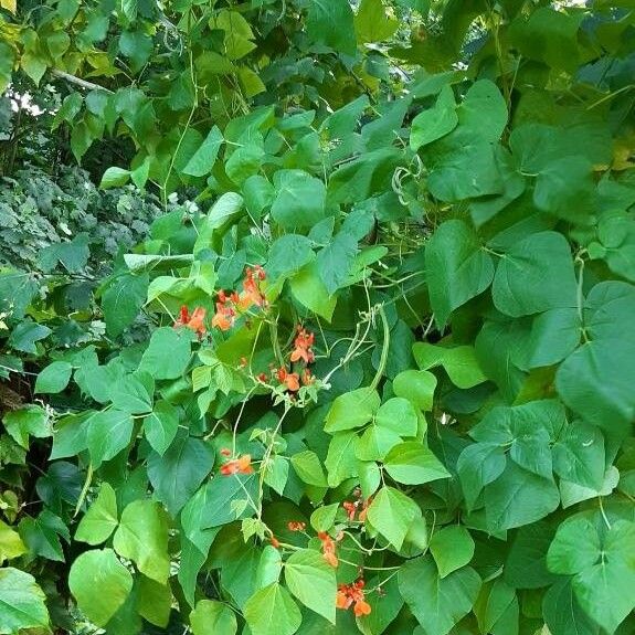 Phaseolus coccineus Habitus