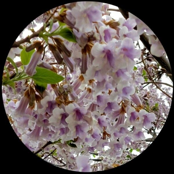 Paulownia tomentosa Blüte