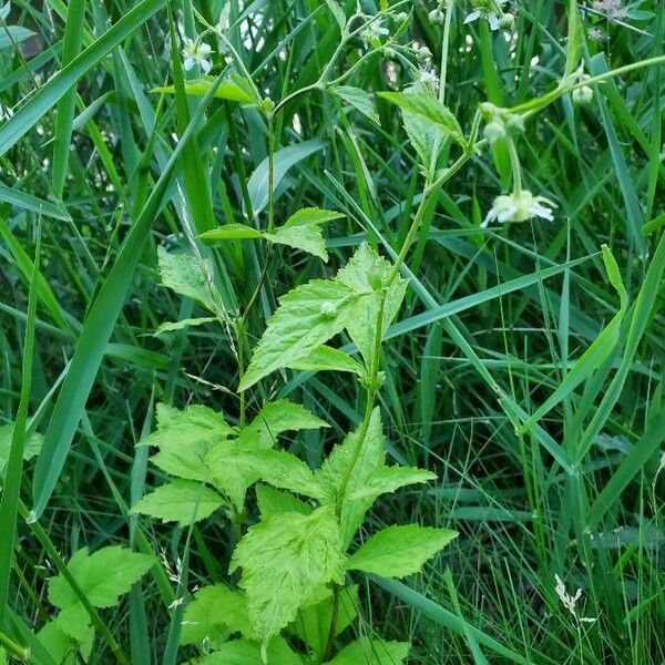 Geum laciniatum Folha