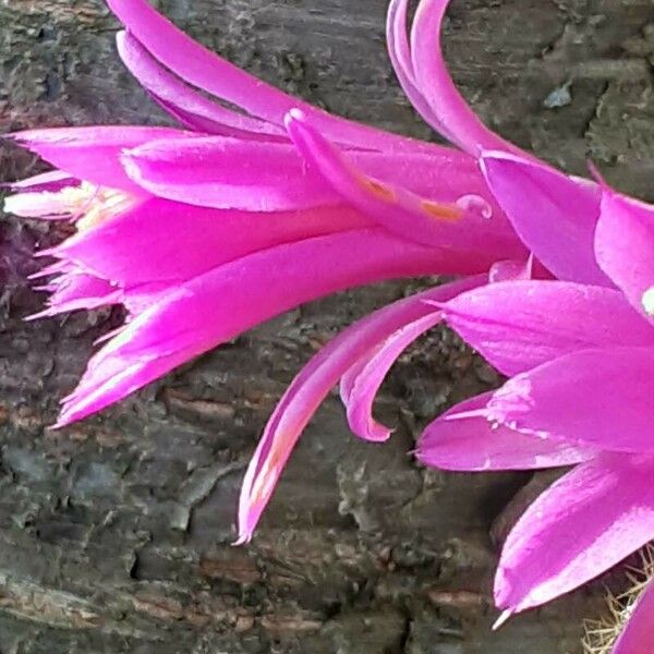 Aporocactus flagelliformis Flower