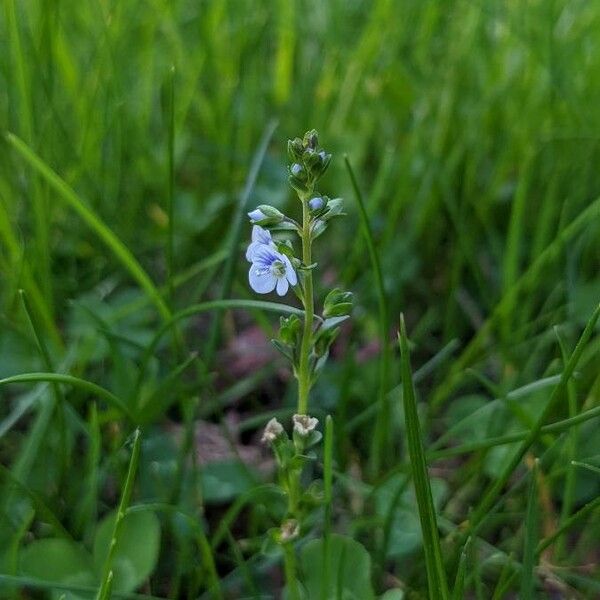 Veronica verna Fiore