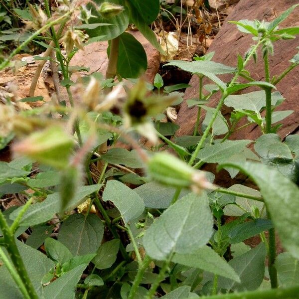 Trichodesma africanum عادت