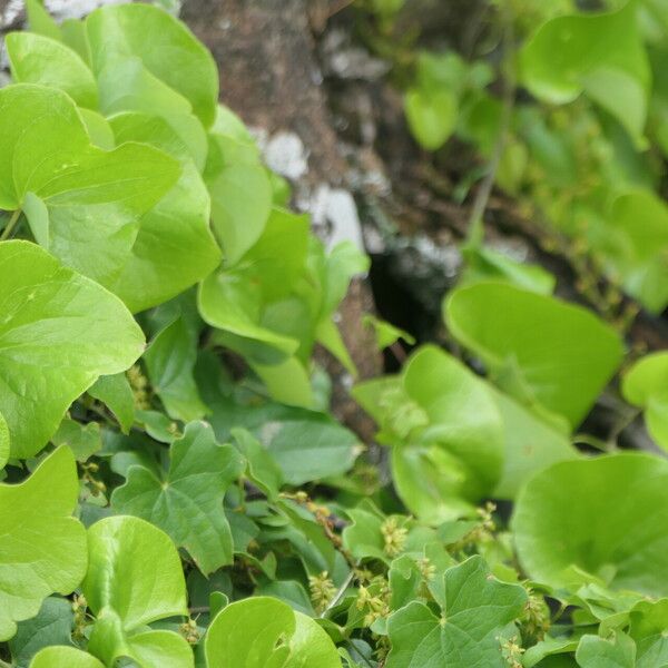 Dioscorea sylvatica Blatt