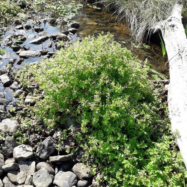 Helosciadium nodiflorum Habit