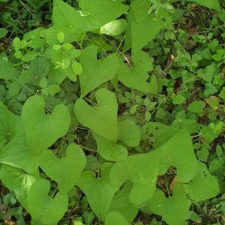 Ipomoea lacunosa ᱥᱟᱠᱟᱢ