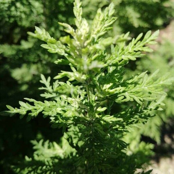 Artemisia annua Leaf