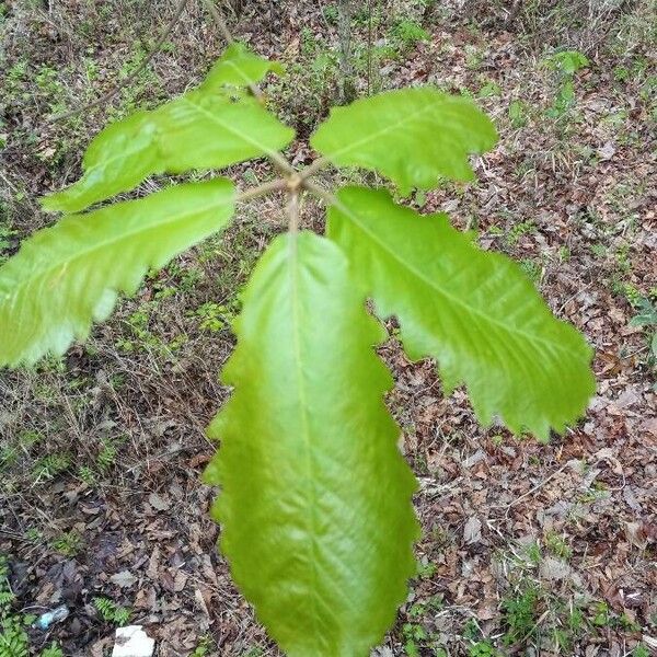 Quercus michauxii Lapas