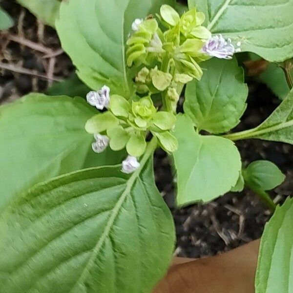 Ocimum campechianum Õis