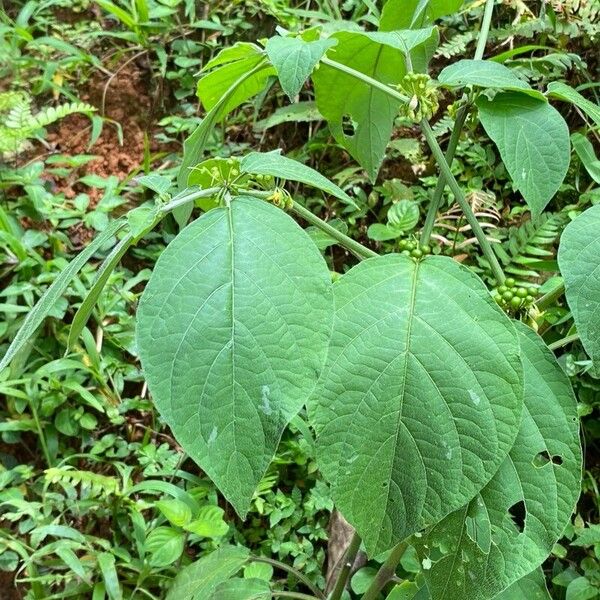 Witheringia solanacea Levél