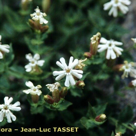 Silene cordifolia Flor