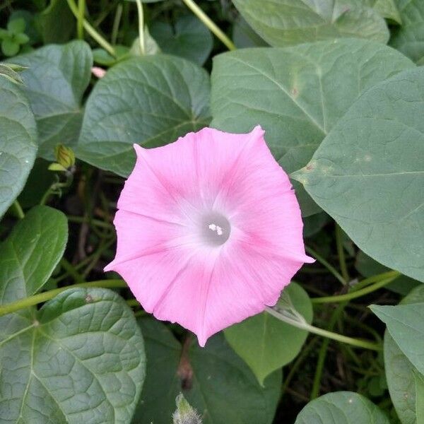 Ipomoea indica ফুল