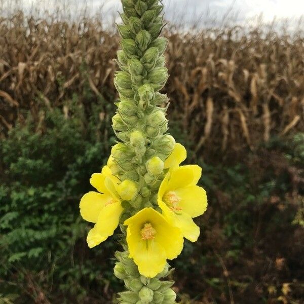 Verbascum thapsus Flower