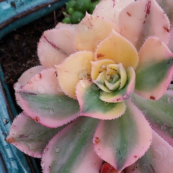 Aeonium haworthii List