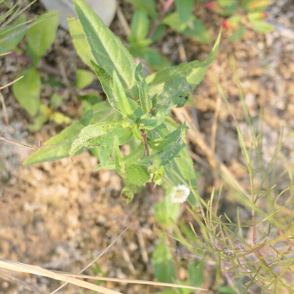 Eclipta prostrata Casca