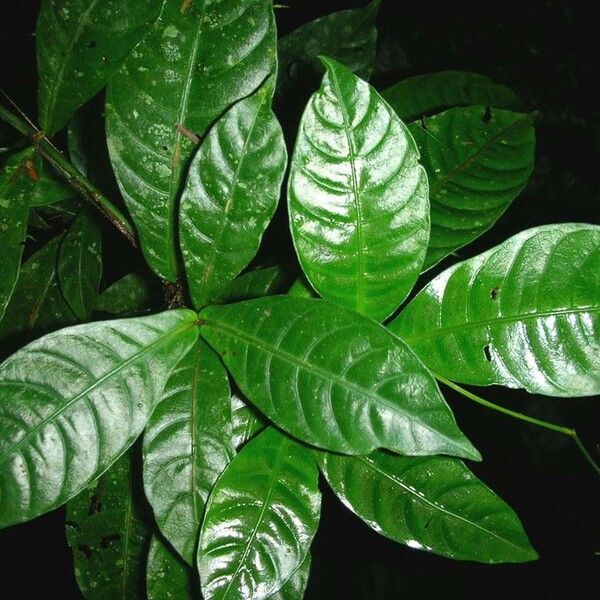 Psychotria laselvensis Blatt