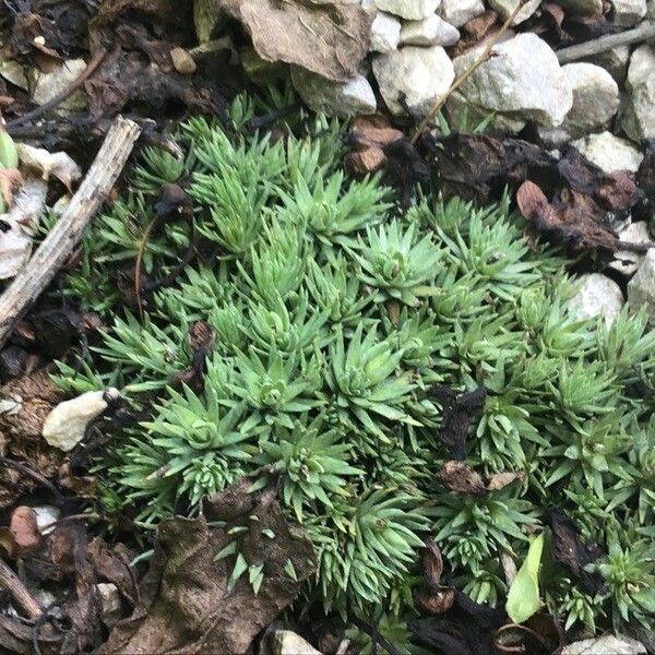 Saxifraga burseriana Folha