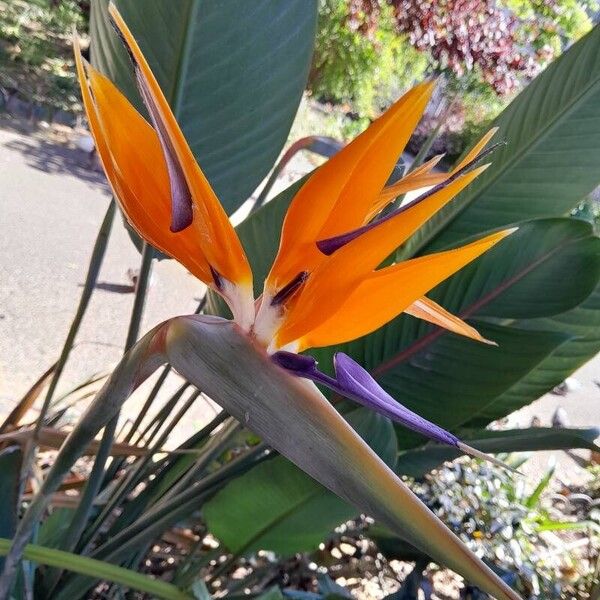 Strelitzia reginae Blüte