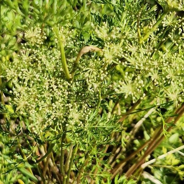 Selinum carvifolium عادت داشتن