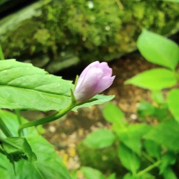 Epilobium montanum Blomst