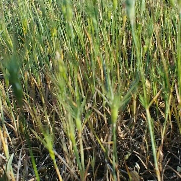 Aegilops neglecta Hábitos