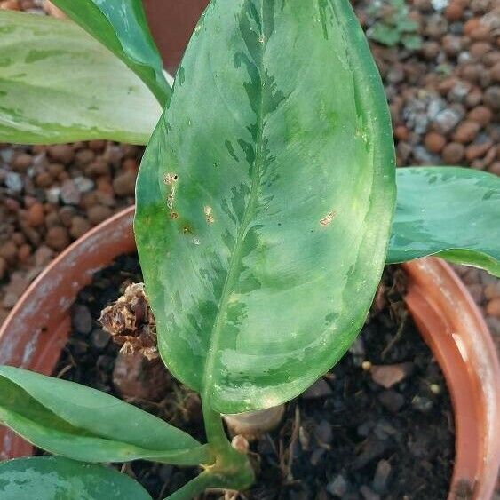 Aglaonema nitidum Leaf