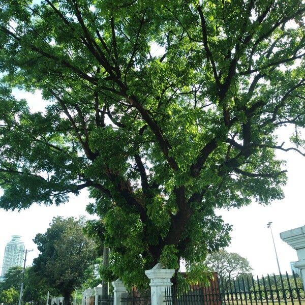 Swietenia macrophylla Habitat